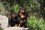 KING CHARLES SPANIEL 169